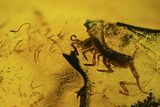 Detailed Fossil Ant & Springtail In Baltic Amber #81719-2